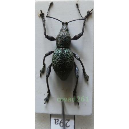 Neopyrgops sp. Heller, 1913 Philippines29a